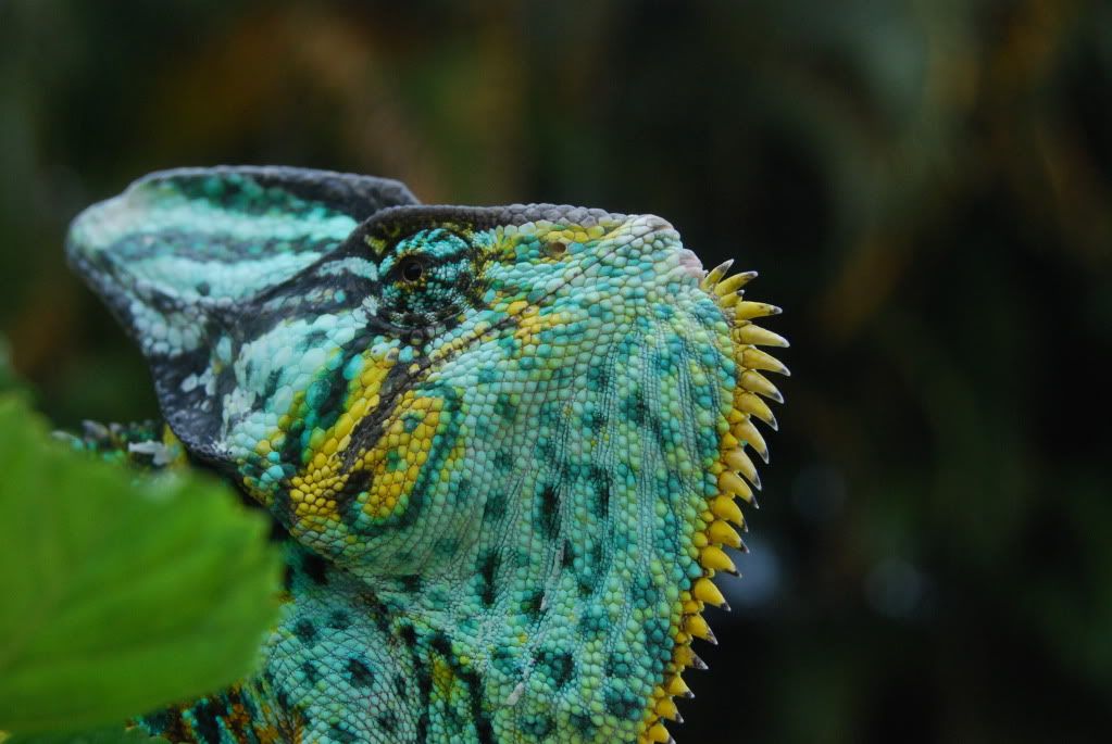 DSC_0143.jpg