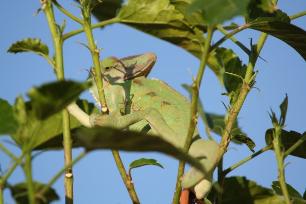 20110804_9-1.jpg