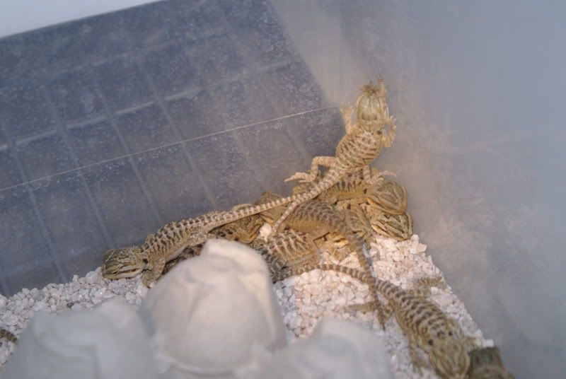 babies019.jpg