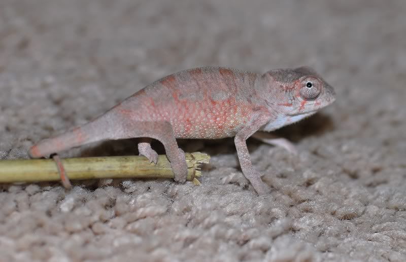 DSC_0132.jpg