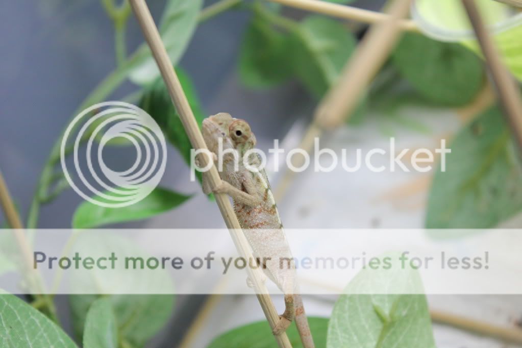 Chamandbugpics182.jpg