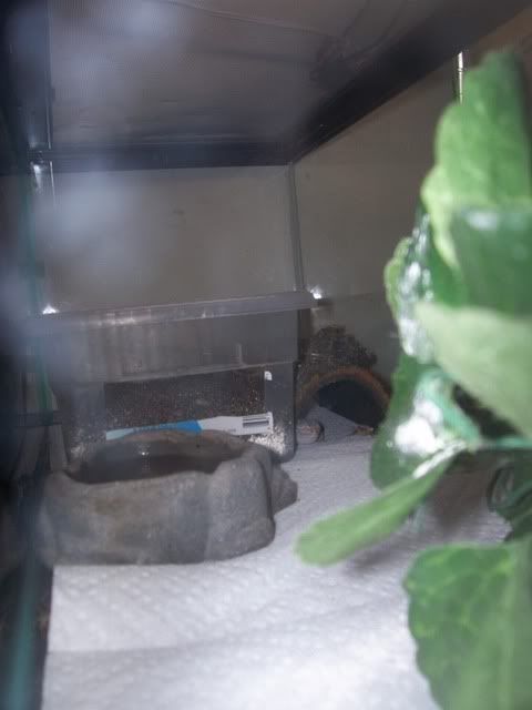 Gecko003.jpg