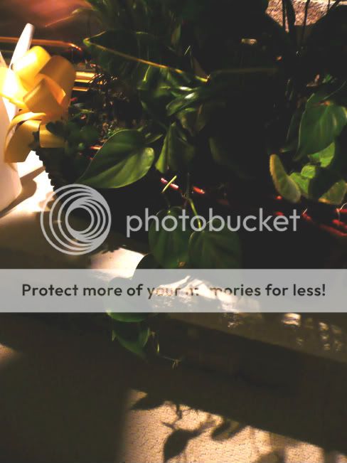 Plants003.jpg