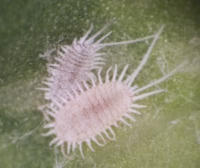 mealybugs.jpg