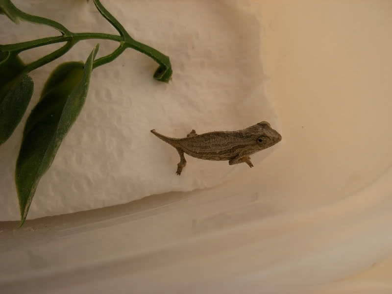 DSCN5656.jpg