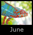 june.jpg