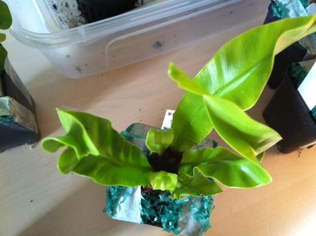 plant3.jpg