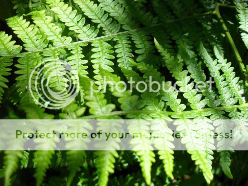 Fern.jpg