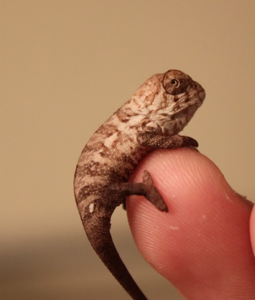 Babyfaly.jpg