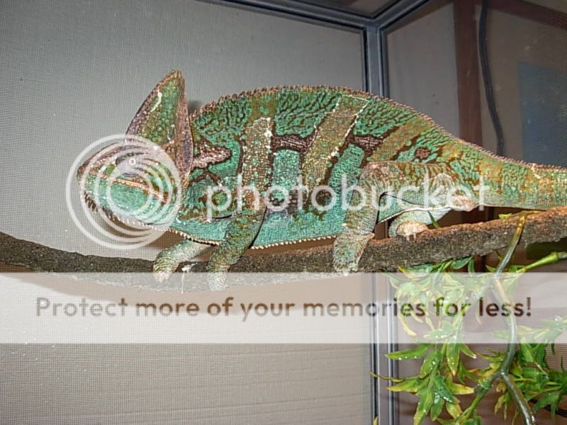 DSCN4513.jpg