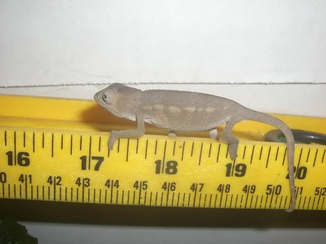 female2.jpg