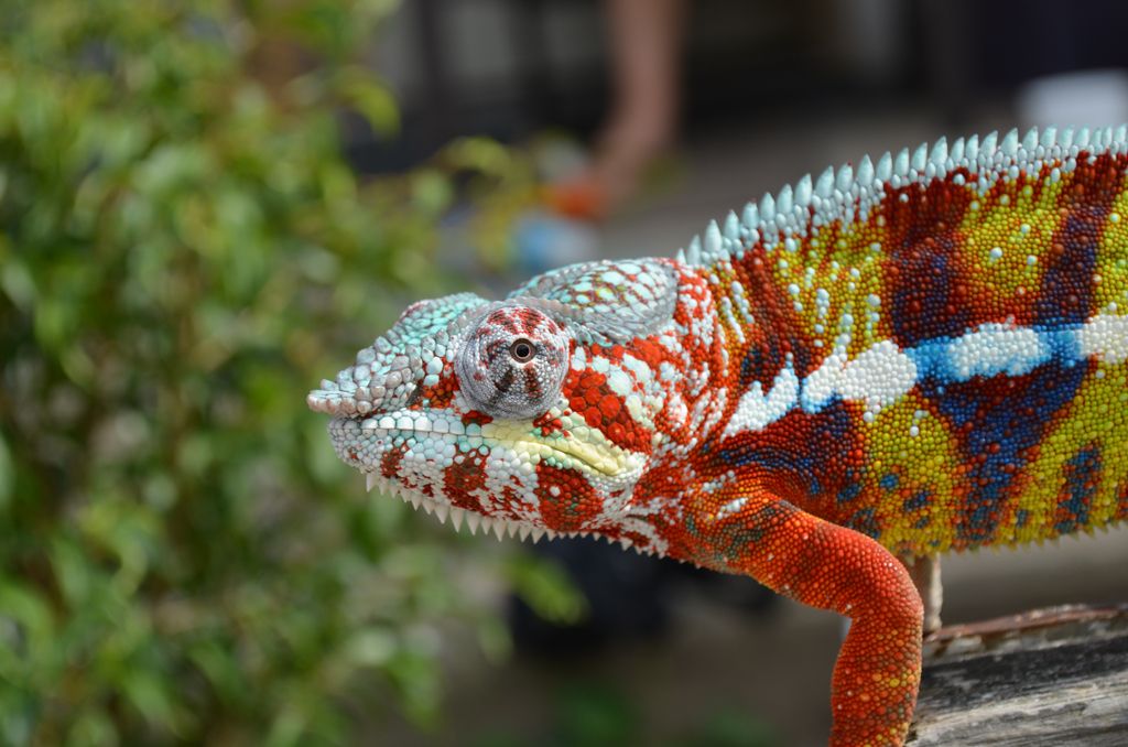 DSC_0078.jpg