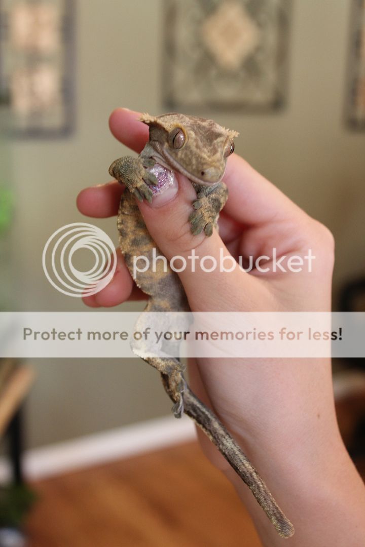 CrestedGeckos012.jpg
