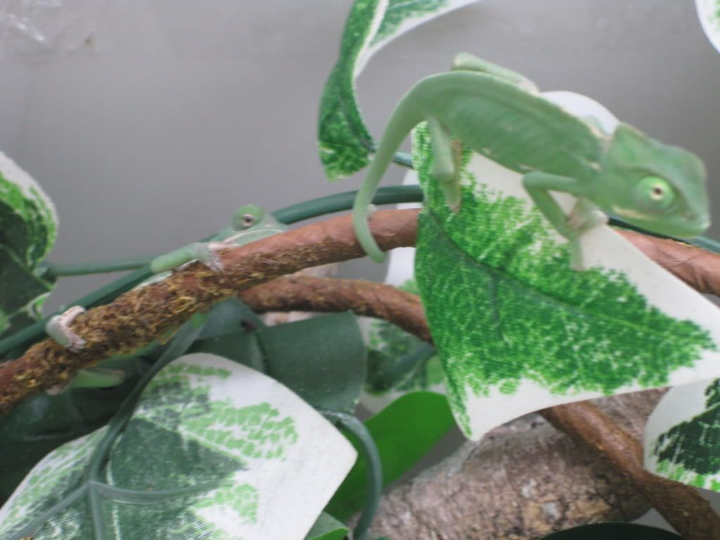 chameleons012.jpg
