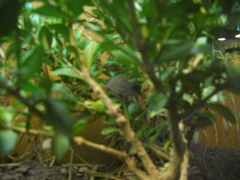 PygmyViv005.jpg