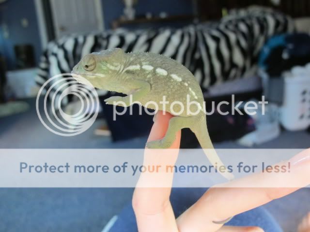 chameleon41160.jpg