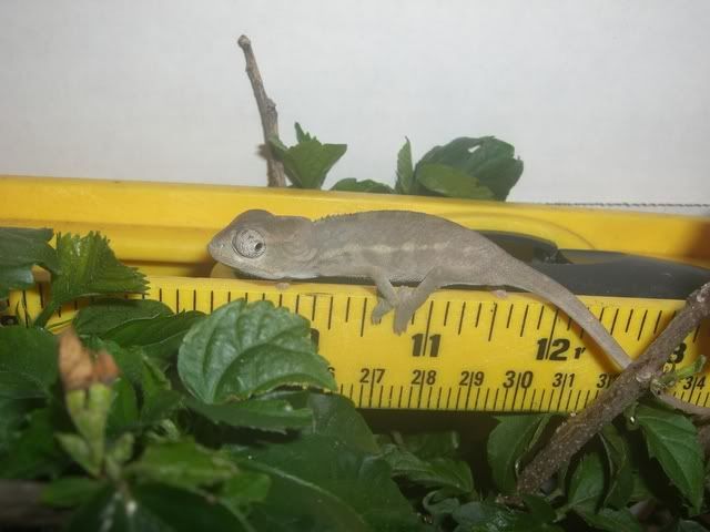 male2.jpg