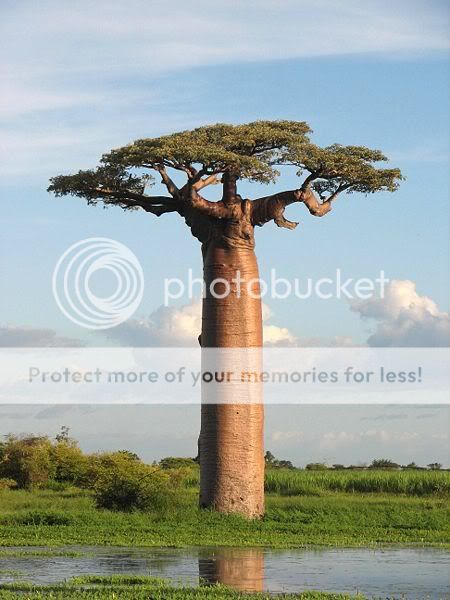 450px-Adansonia_grandidieri04.jpg