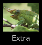 extra.jpg