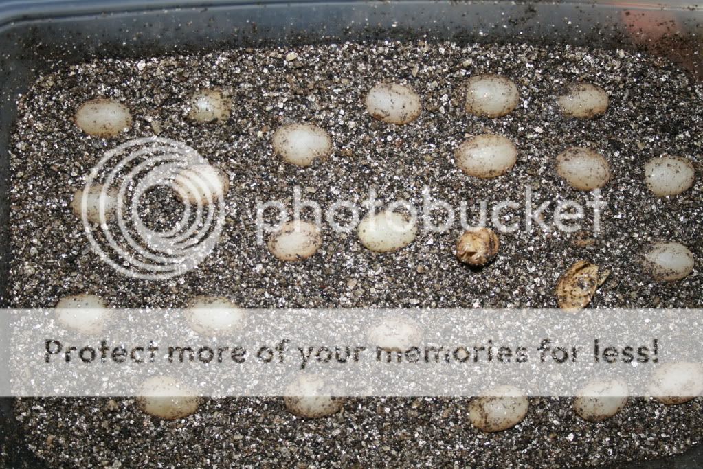 eospics9-19-09.jpg