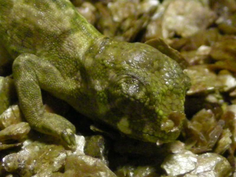 Johnstoniihatchling003.jpg