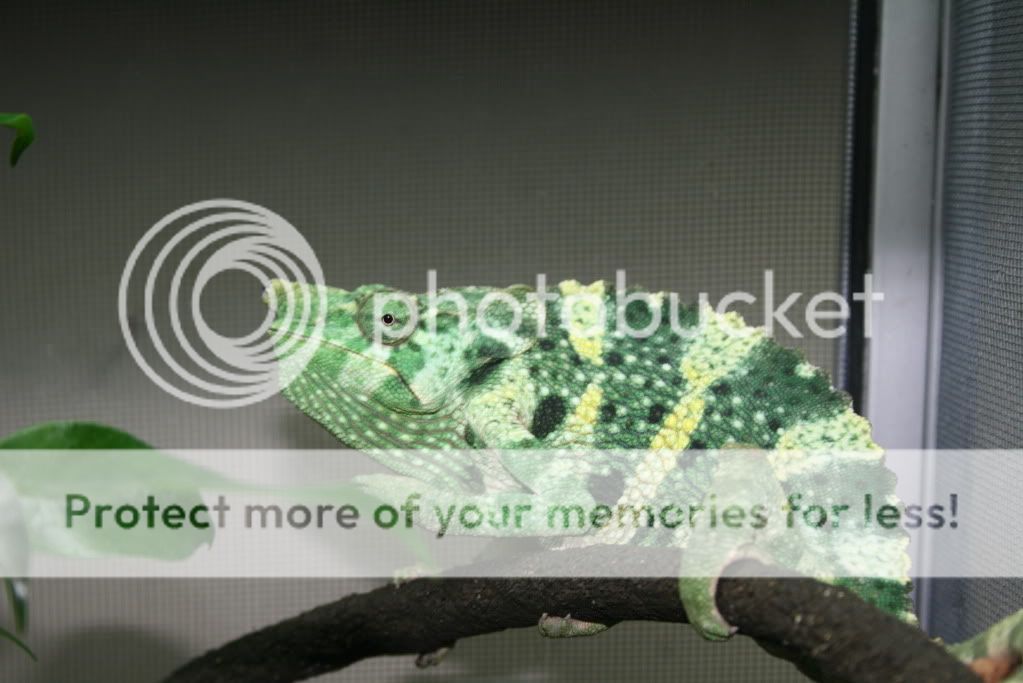 eospics9-19-09020-4.jpg