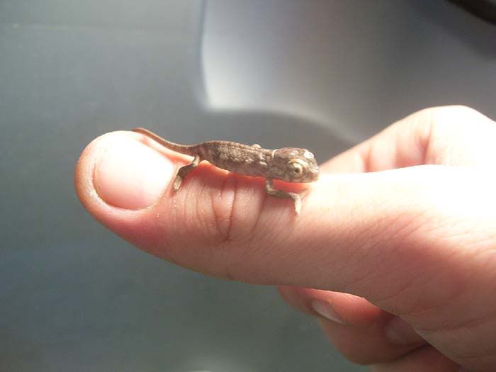 Hatchlings005.jpg