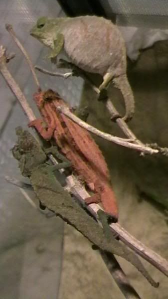 pygmygeckos019.jpg