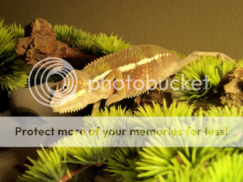 SAM_0729.jpg