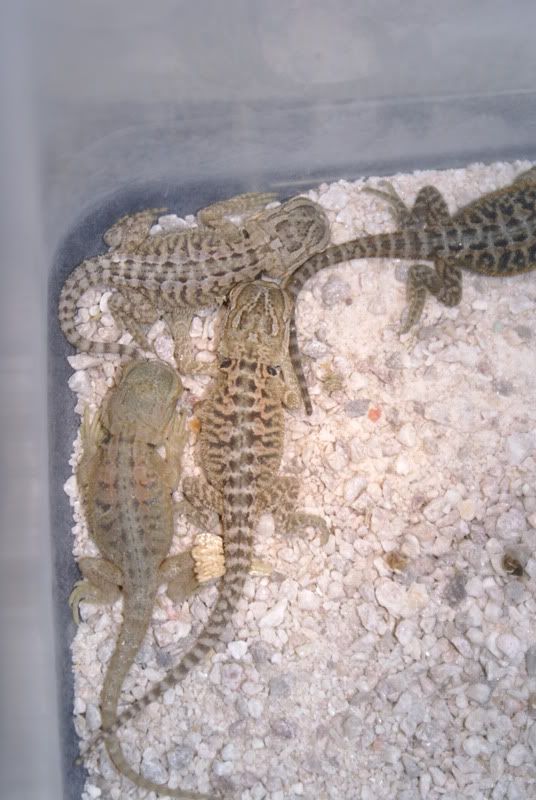 babies021.jpg