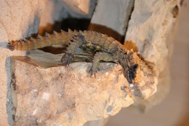 catahractus_01-1.jpg