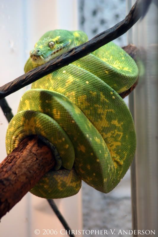 Moreliaviridis020copya.jpg