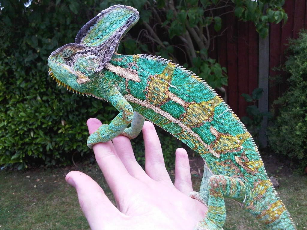 IMG00944-20110802-1314.jpg