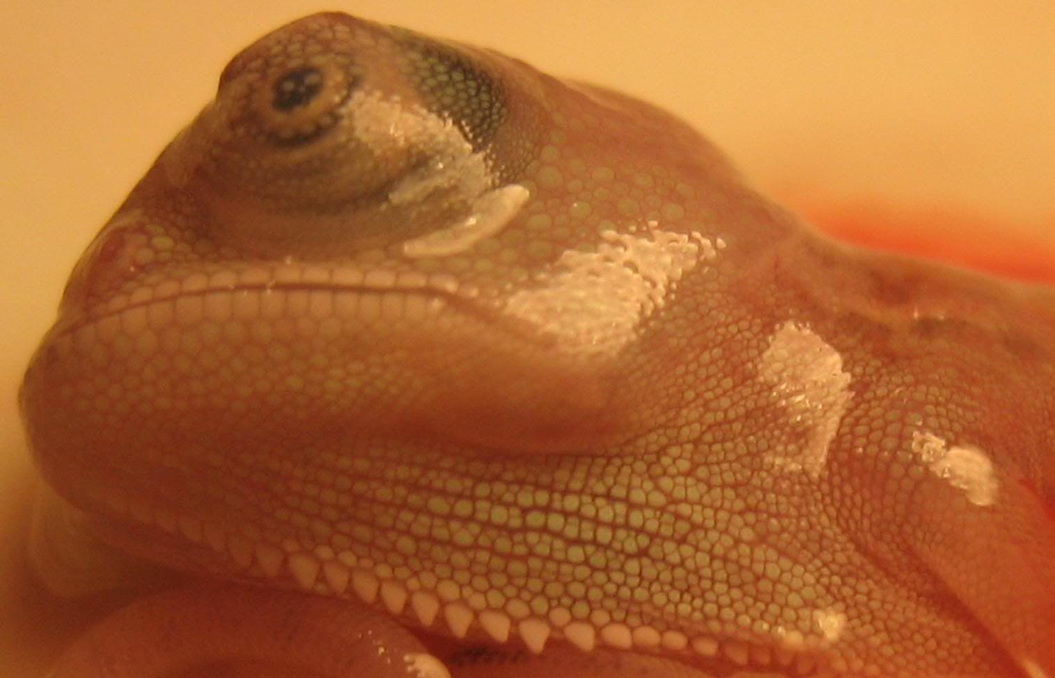 closeup2-3.jpg