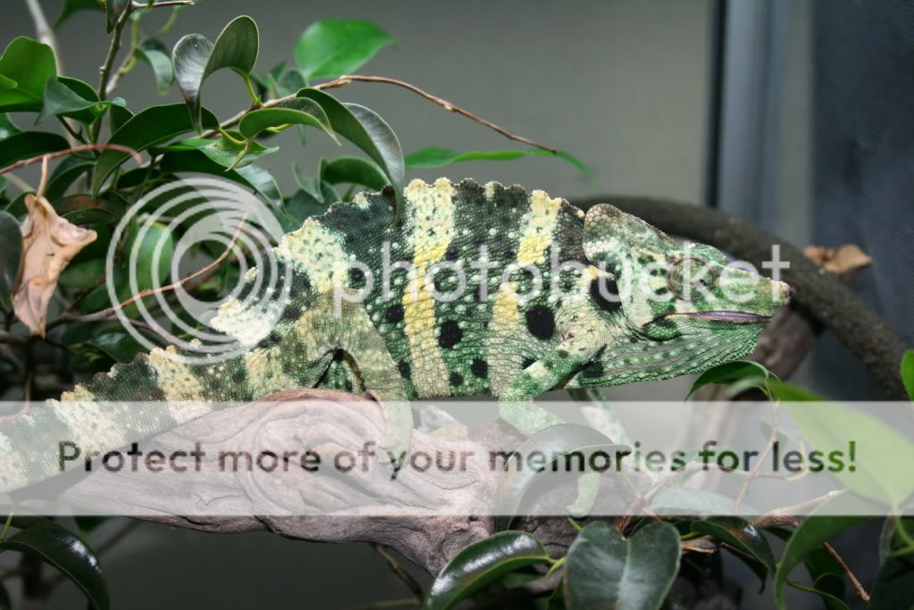 eospics9-19-09006-12.jpg