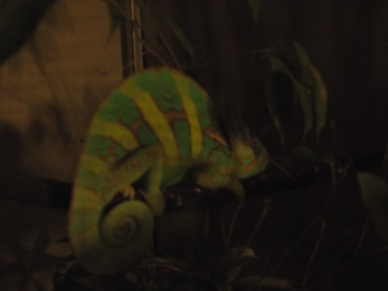 sleepingcham.jpg