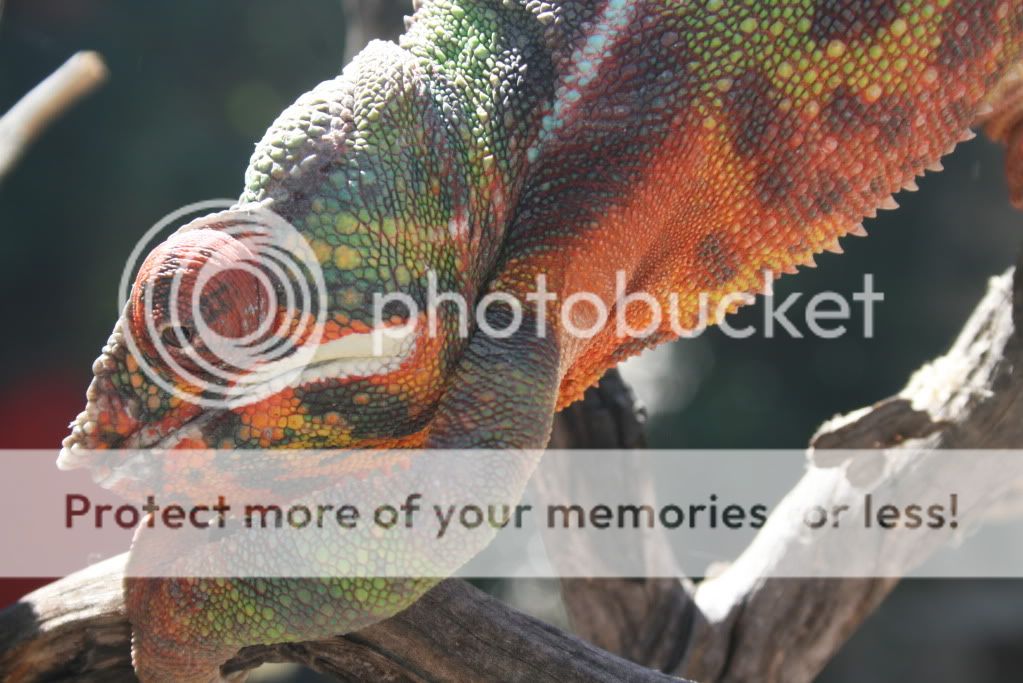 eospics9-19-09072.jpg