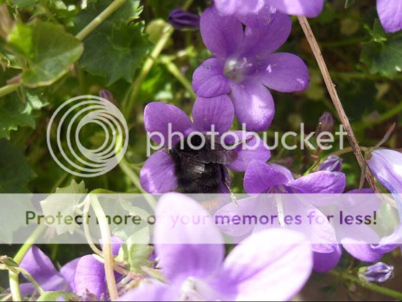 Bee.jpg