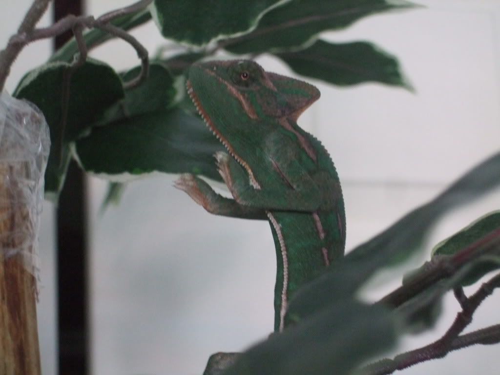 DexterandClea10-16-10003.jpg