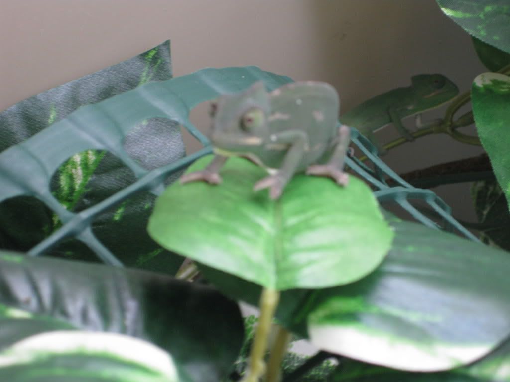 chameleons013.jpg