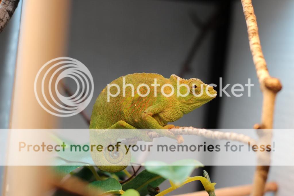 IMG_0594_zps345b45af.jpg