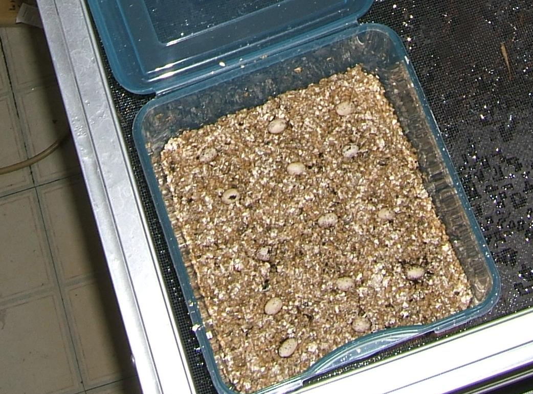 29007major_eggs_11-3-07.jpg