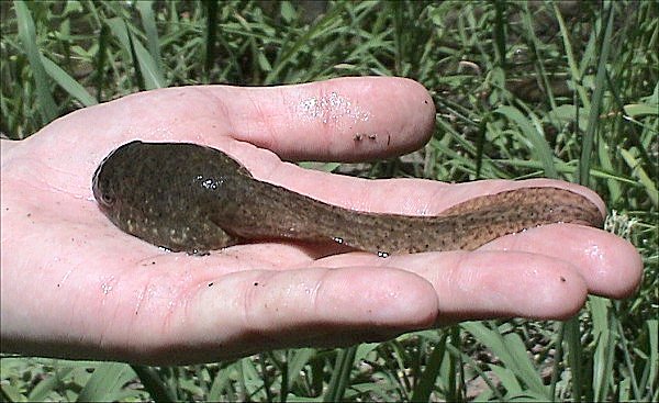 Bullfrog_Tadpole.jpg