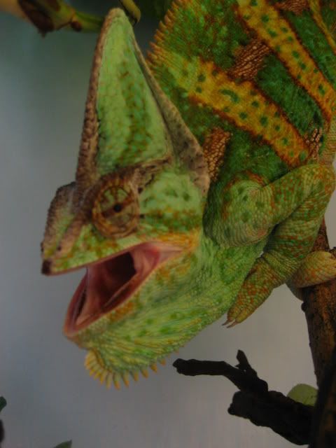 MoreOggie028.jpg