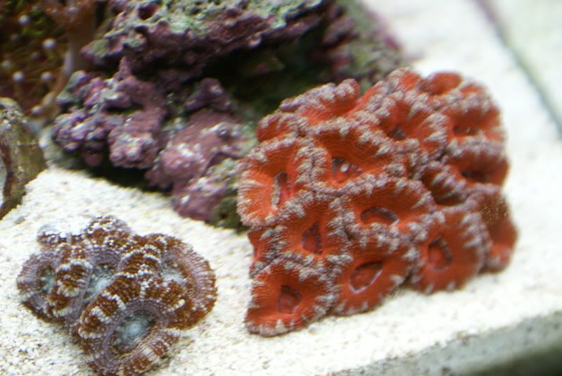 DSC08411.jpg