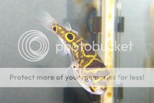 figureeightpuffer2.jpg