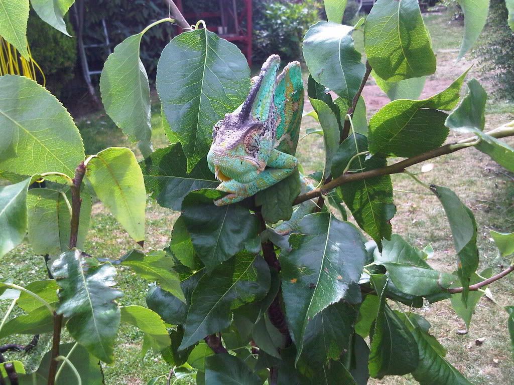 IMG00935-20110802-1246.jpg