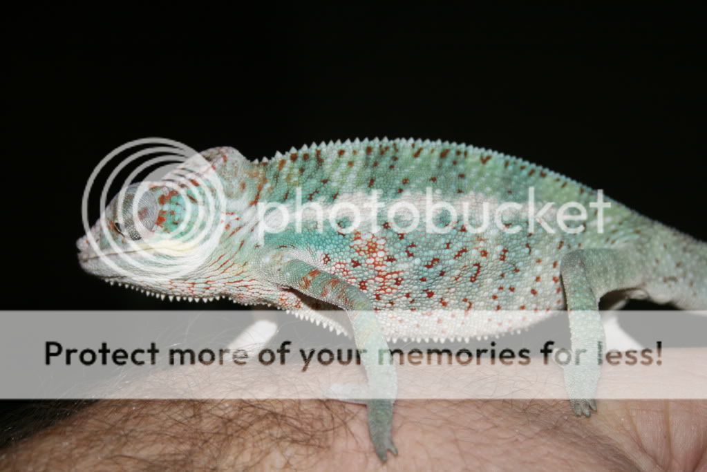 lilfalys017.jpg