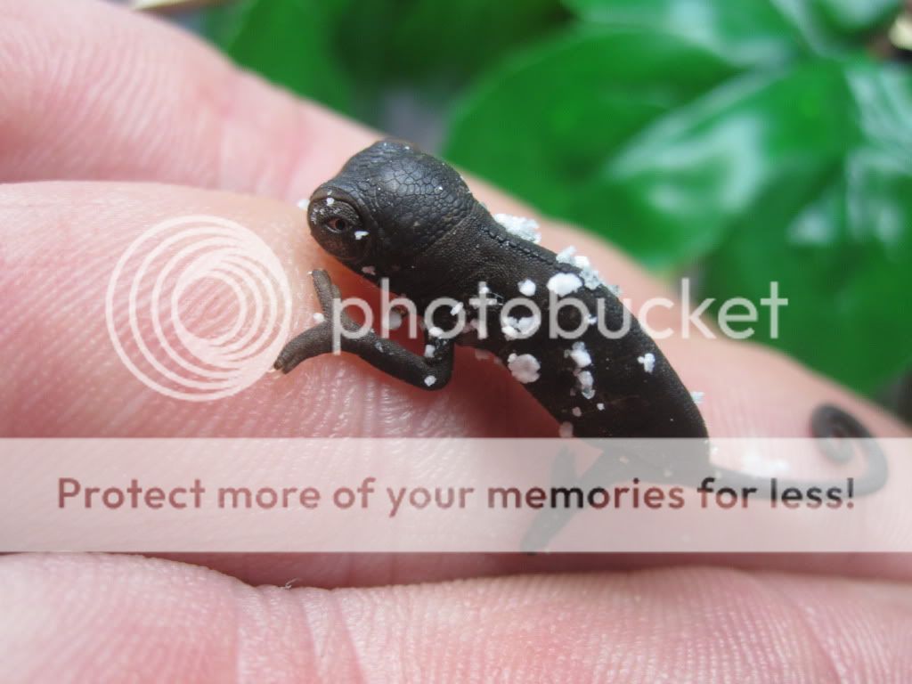 RangerAndSkysfirstbabies012.jpg