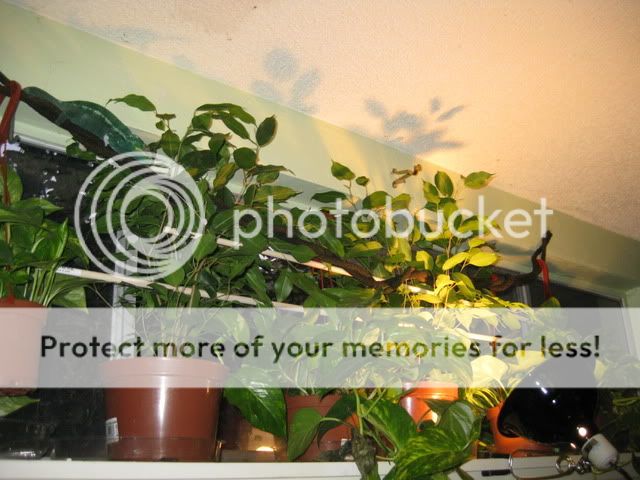 IMG_1868.jpg